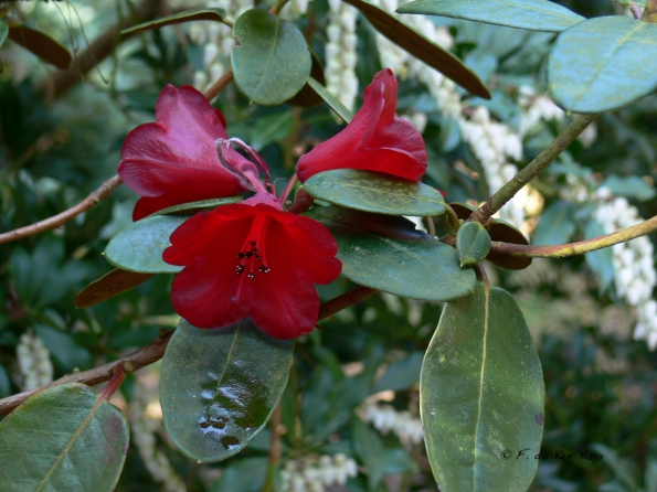 Bois des Moutiers (74) mars 2012